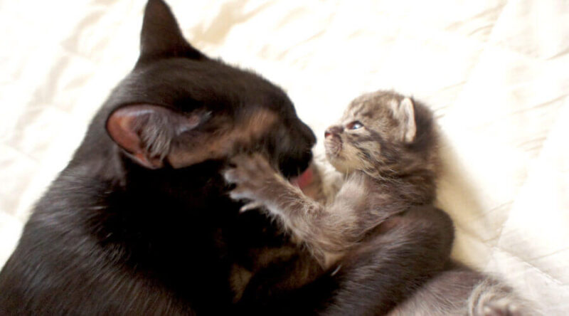 子猫開眼！！ついに開いた子猫の目！