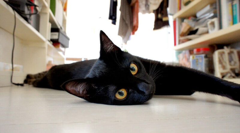 うちの猫：ラムさんについて