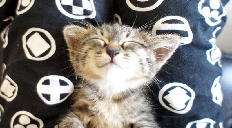 天使がいた！猫の寝顔が天使すぎる