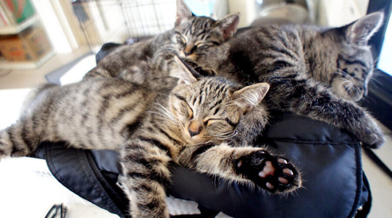 いろんな体勢や場所で眠る猫たち