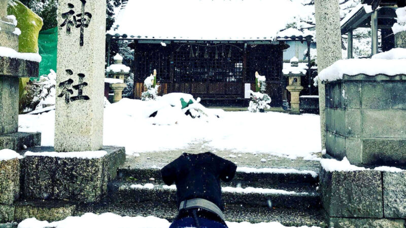 愛犬セブンくんと大晦日！まさかの雪！！