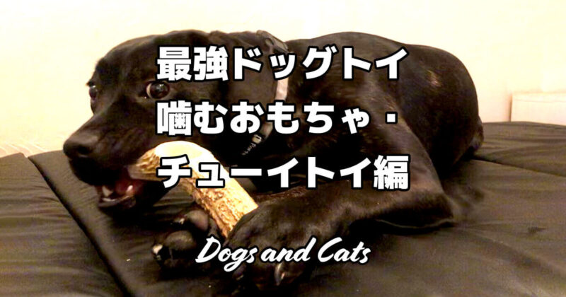 最強ドッグトイ！噛むおもちゃ・チューイトイ編！