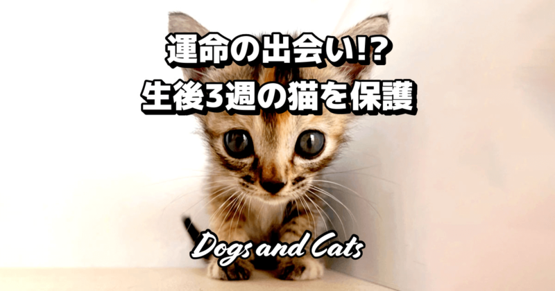 運命の出会い!? 生後3週ぐらいの子猫を保護した話（名前はオチヨ）