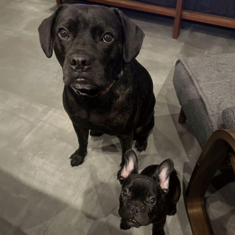 犬猫との暮らし