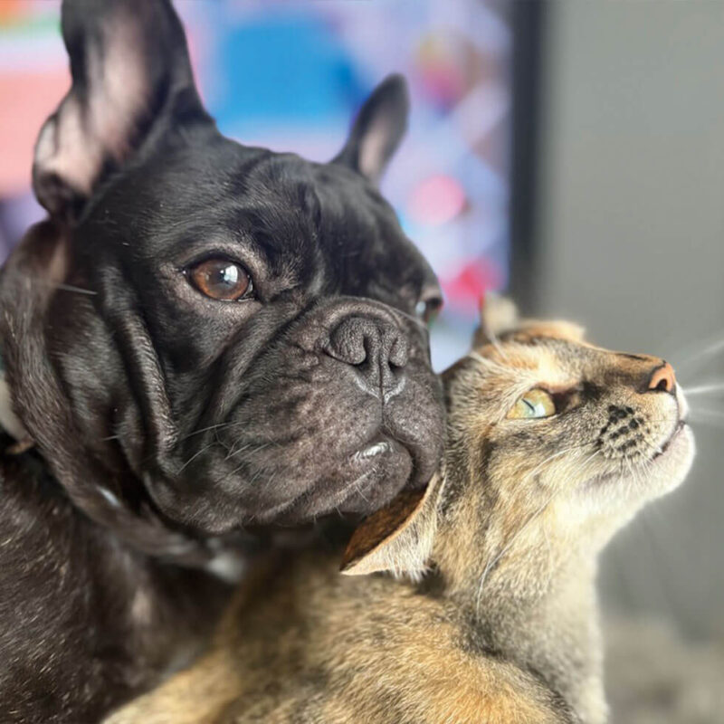 犬猫との暮らし